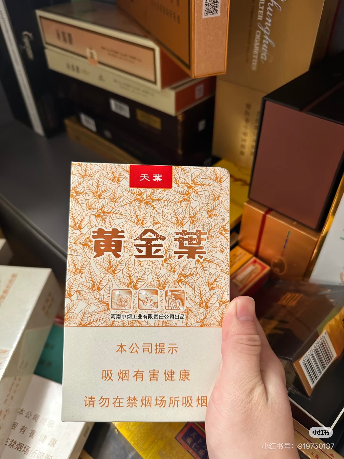 黄金叶天叶中支